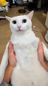 This Cat Never Does What You Expect 😂