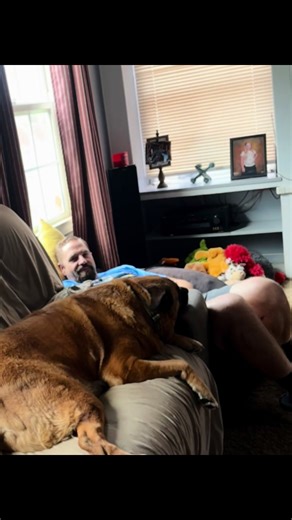 Fezzik and his siblings are Kings and Queens of the sofa.. #dogs #rainyday #fyp #dogsoftiktok #california