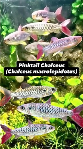 The Pinktail Chalceus (Chalceus macrolepidotus) is a sleek, silver South American characin