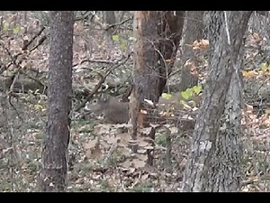Vinton County Ohio buck slips up while chasing a doe.
