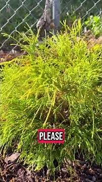 This shrub looks like sunshine and needs almost zero maintenance. Meet the Golden Mops Cypress 💛
