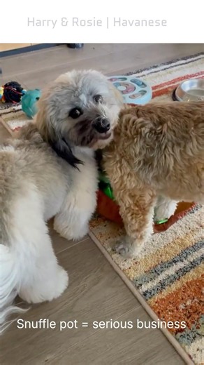 Professional Food Inspectors at Work 🐾😂 #shorts #cutedogs #havanese