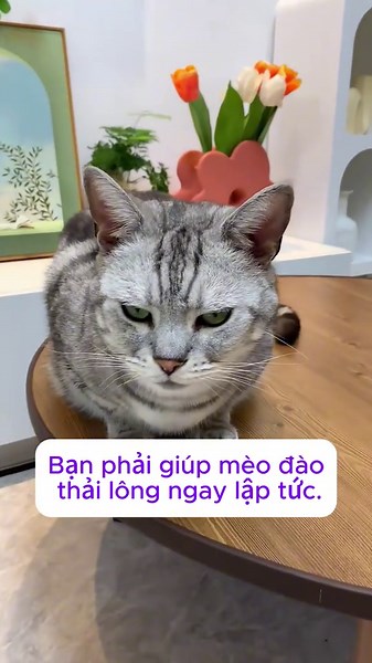 Understanding Cat Vomiting and Hairball Remedies