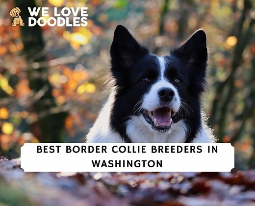 6 Best Border Collie Breeders in Washington! - We Love Doodles