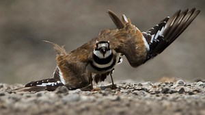 Killdeer help control the insect population, help them by ceasing the use of pesticides