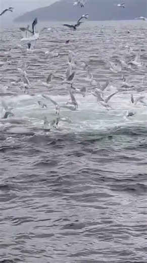 35K views · 268 reactions | ✨Wow!✨ Just one of the amazing video clips past Alaska visitors have sent in. Thank you Darcey for sharing this incredible Alaska moment! | Alaska Tour & Travel | Facebook