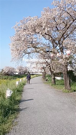 1.1K views · 16 reactions | Spring has sprung Cherry Blossom full bloom at my beautiful place. Saitama Prefecture Japan | Favorite Quotes of all time | Facebook