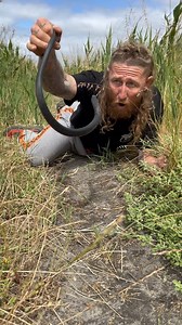 I bloody love snakes. Red Bellied Black Snake on Ngarrindjeri Country South Australia | Wildman Adventures