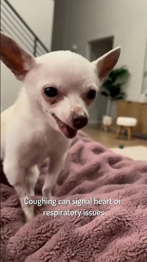 Is Your Dog’s Labored Breathing a Sign of Aging? #healthypets #longevity