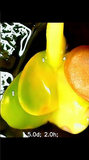 Radish germinating timelapse