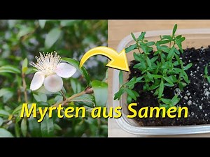 Myrtus communis - Aussaat