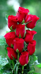 130K views · 7.9K reactions | Rose bouquets | Roses | Facebook