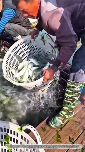Catch of the Day: Rapid Fish Harvesting on the Water #skills #farming #fishing #viral #natural