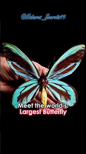 World's Largest Butterfly