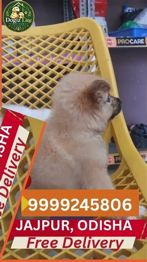 Mini Lion Look 😱 Brown German Spitz Puppy for Sale 🐾