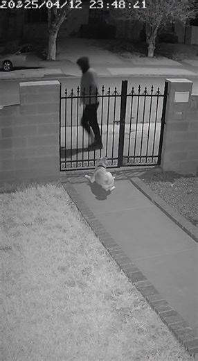 15K views · 137 reactions | While we slept, he was wide awake | Animal | Facebook