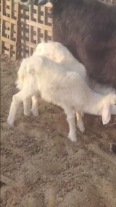 This baby goat is way too cute! 😂🐐 Who else loves pygmy goats?