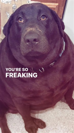 Is He Really That Skinny? A Funny Dog Video