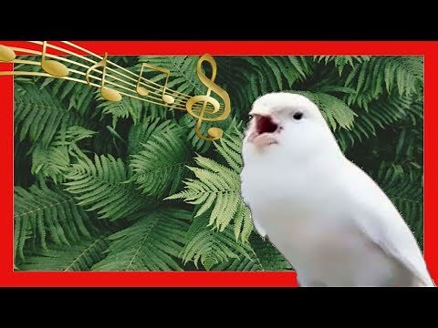 CANARY SINGING | THE BEST CANARY SINGING FOR TRAINING