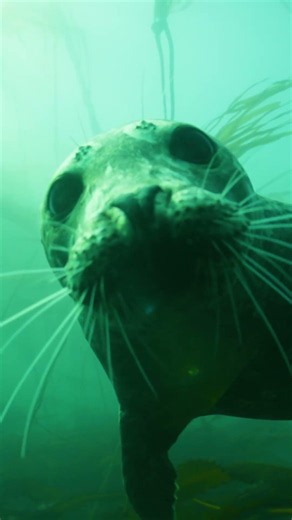 Running Wild Behind The Scenes: Swimming Seal