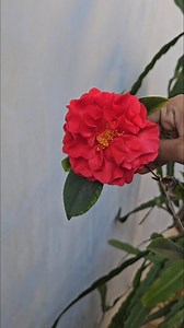 Camellia flowers in my garden #camallia #flowers #mygarden #gardening #shortvideo #viralreels | Mahi sowji gardening and vlogs