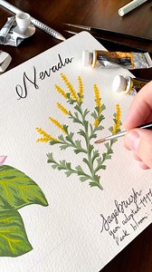 🎨 As I continue painting the 50 state flowers, in this compilation I painted the Massachusetts Mayflower, Nevada Sagebrush, and Michigan Apple Blossom. Enjoy! Materials: Moleskin Watercolor Sketchbook Winsor and Newton Series 7 Brushes Holbein Gouache Paint Music: "Simple Easy" by Ziv Moran | Boelter Design Co