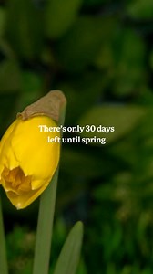 Gardening season is just around the corner! 🌷🌼🌸New to gardening? Click the link in our bio to read our guide to landscape design. #landscaping #gardening #garden #spring #springcountdown #gardenideas #fastgrowingtrees #planting #plantingseason #springgardening | Fast Growing Trees