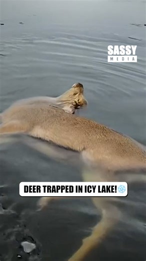 A life saved on the ice! 🦌❄️ | Sassy