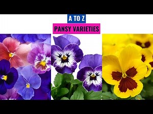 Pansy Varieties A to Z