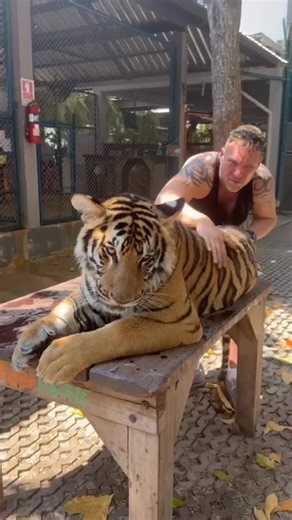 Aaron Campbell on Instagram: "Going though my tiger video and see this one pops up , I thought the other tiger was sneaking up on the trainer , I thought hear we go lol 5555 then acts normal when he puts the camera on him 🤣 #tiger #travels #asia"