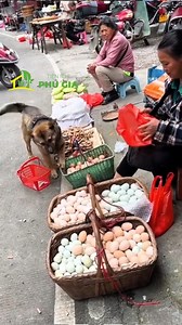 449K views · 661 reactions | Chú cho thông minh đi chợ | Cơm Vợ Nấu | Facebook