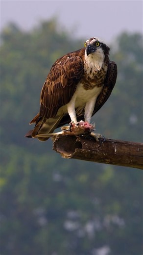 Osprey With a Half-Eaten Fish | A Wild Moment at Purbasthali Wetland #shorts #youtubeshorts