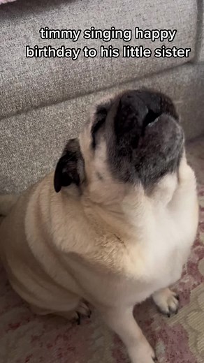 Timmy the Pug Singing Happy Birthday | Dog Comedy Video