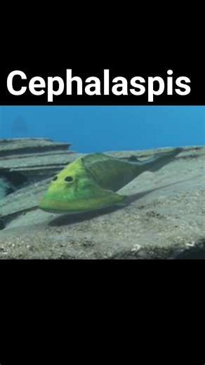 Cephalaspis #paleontology #fish #prehistoricanimal
