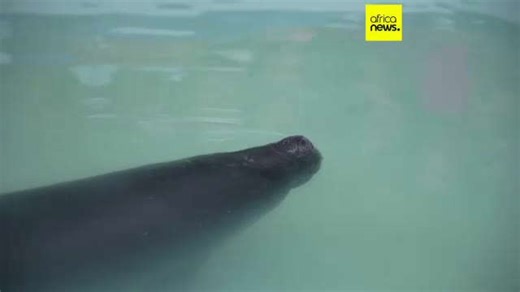 Hope floats in the Amazon as young manatee Bacuri fights for survival