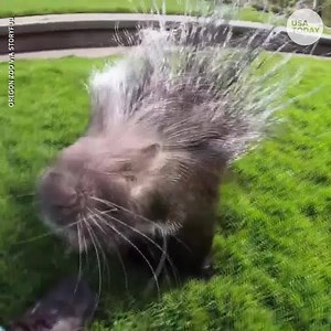 1.9M views · 13 reactions | Plucky porcupine pays a visit to her zoo neighbors. | USA TODAY Video | Facebook