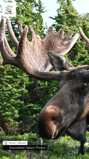 Majestic Moose Emerges Wild Nature's Gentle Giant Revealed #nature #wildlife