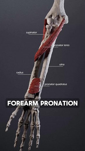 Biomechanics of Pronation and Supination in the Forearm
