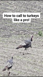 16K views · 141 reactions | Follow me for more tips! #turkey #hunting #outdoors #funnyvideos | TUT Outdoors | Facebook