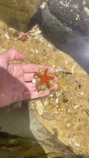 Adorable Tiny Starfish Found!