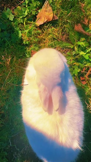 Sparky 🥰🥰🐰🐰#rabbittiktok #rabbit #socute #bunny