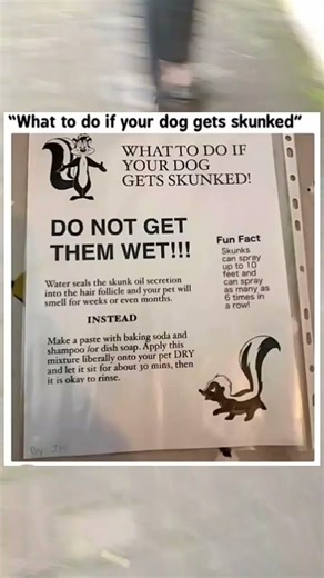 ​🐶 Skunked Dog? DO NOT WET THEM! 🛑 (Quick Fix!)