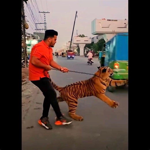 💥 புலி செய்த சம்பவம் 😮 மிரண்டுபோன சிங்கம் 🥵 Lion Tiger Fight #shortsfeed #tamil #animals