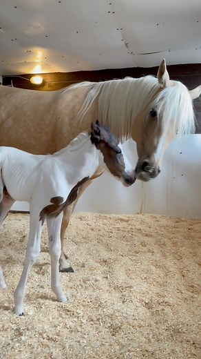2.8M views · 33K reactions | First time moms face all kinds of new & surprising experiences - the foal having their first poops however, often seems pretty high on that list of surprise 藍 #meriklewaters #painthorse #palomino #babyhorse #foals | Merikle Waters Paints & Quarters | Facebook