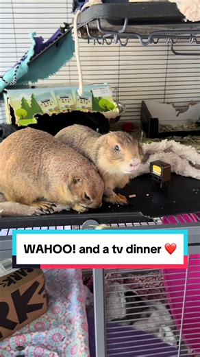 Prairie Dog Wahoo: A Cute Dinner Date Moment