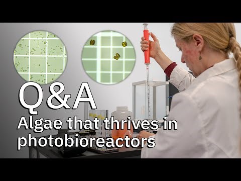 The Best Algae for Photobioreactors - Q&A with an expert