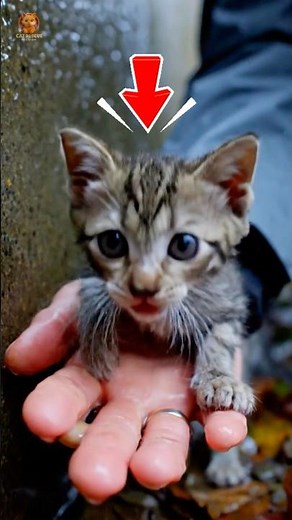 Tiny Kitten Shivering Under Bridge Saved in Heartfelt Rescue