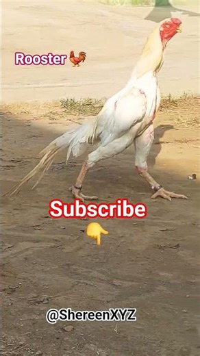 Rooster 🐓 | Fighter roster | Rooster Morning Sound | #rooster #roosterfarm #roostersound#shereenxyz