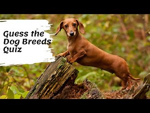 Guess the Dog Breeds Quiz | Guess the dog breed Picture Quiz
