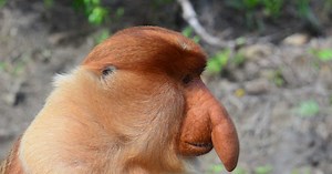 Ces animaux qui ressemblent à des pénis